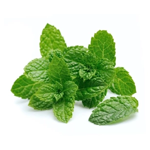 menthe hydroponie tunisie