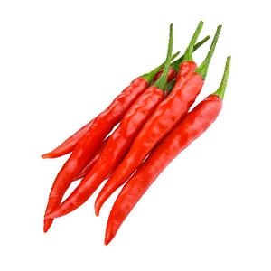 piments hydroponie tunisie