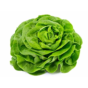 salade hydroponie tunisie